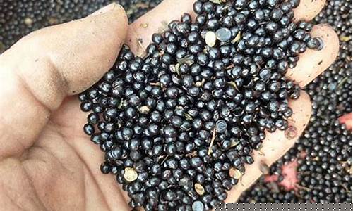 花椒期货价格(花椒期货市场)_https://www.jianghaiboli.com_黄金期货_第1张