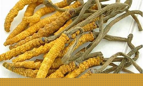 冬虫夏草期货(冬虫夏草期货的软件)_https://www.jianghaiboli.com_原油期货_第1张