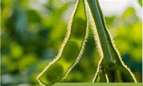 6月28日大豆期货行情(今日大豆期货快报)_https://www.jianghaiboli.com_黄金期货_第1张