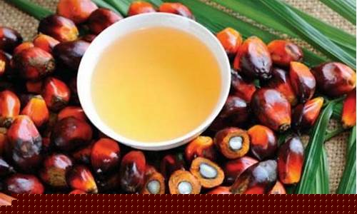 马来棕榈油期货行情(马来棕榈油期货行情走势)_https://www.jianghaiboli.com_原油期货_第1张