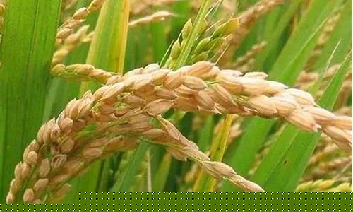 粳稻期货行情预测(粳稻期货上市时间)_https://www.jianghaiboli.com_期货_第1张