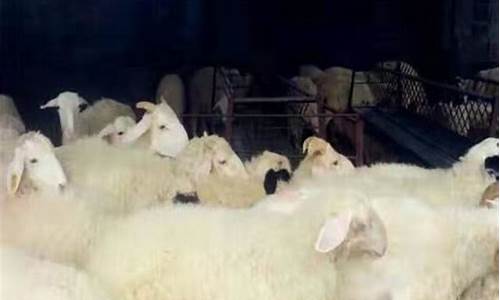 活羊期货最新行情(活羊的走势预测分析)_https://www.jianghaiboli.com_期货_第1张