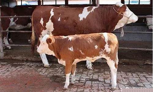 300斤的肉牛多少钱(300斤的肉牛多少钱一斤)_https://www.jianghaiboli.com_黄金期货_第1张