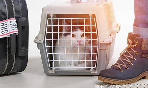 托运宠物哪个物流公司好(顺丰宠物托运电话)_https://www.jianghaiboli.com_期货_第1张