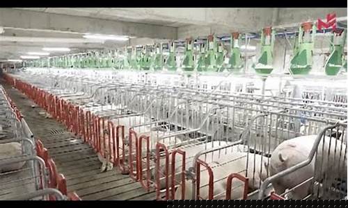 最大的养猪场在哪里(中国最大的养猪场)_https://www.jianghaiboli.com_期货_第1张
