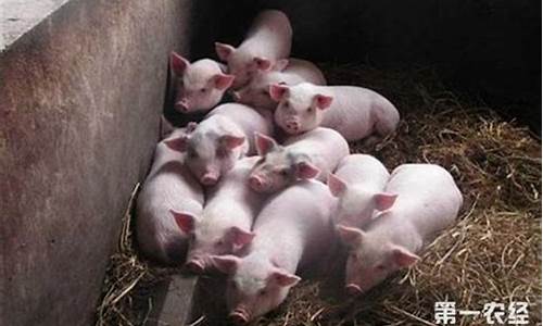猪价什么时候能涨起来(猪价什么时候能涨啊)_https://www.jianghaiboli.com_期货_第1张