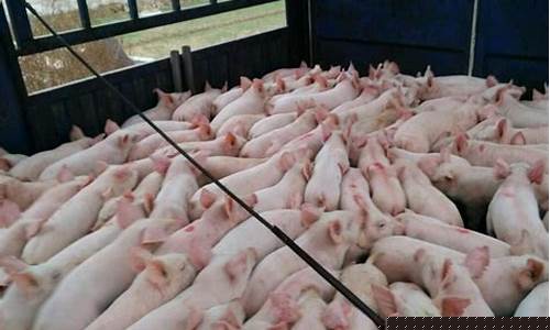 猪价网今日生猪价格最新(猪价网今日猪价行情表)_https://www.jianghaiboli.com_黄金期货_第1张
