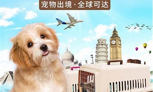 天津宠物托运平台(天津宠物运输)_https://www.jianghaiboli.com_黄金期货_第1张