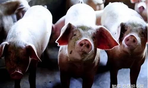 2022年肥猪多少钱一斤(今年肥猪多少钱一斤)_https://www.jianghaiboli.com_期货_第1张