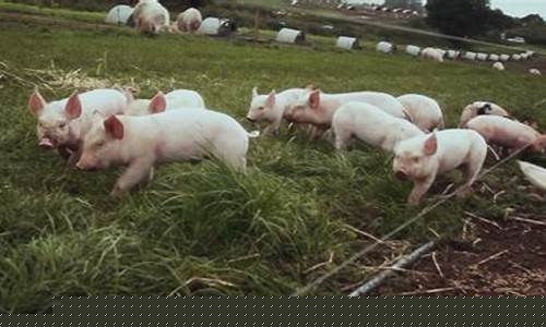 大型养猪场视频(大型养猪场视频高清)_https://www.jianghaiboli.com_原油期货_第1张