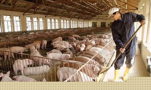 养殖5000头猪成本(养殖三黄鸡5000只要多少成本)_https://www.jianghaiboli.com_黄金期货_第1张